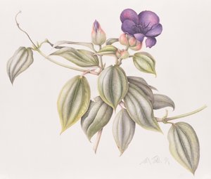 Glory Flower (Tibouchina Urvilleana) 1999 (wc på papir)
